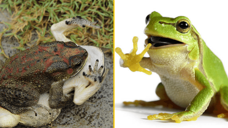 Female frogs fake their own death to avoid unwanted attention from males Female frogs fake their own death to avoid unwanted attention from males