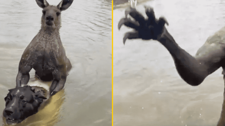 Man bravely rescues his dog from terrifying two-metre-tall kangaroo after having a ‘punch on’ Man bravely rescues his dog from terrifying two-metre-tall kangaroo after having a ‘punch on’