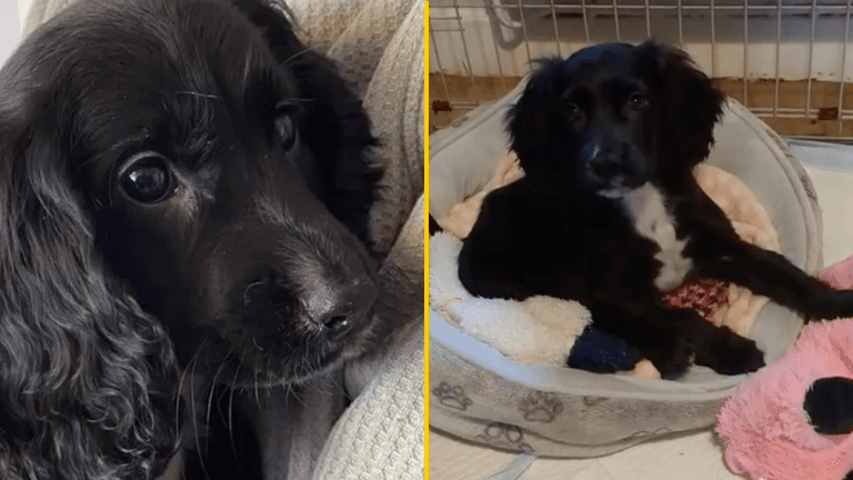 Six-legged puppy found dumped in car park Six-legged puppy found dumped in car park