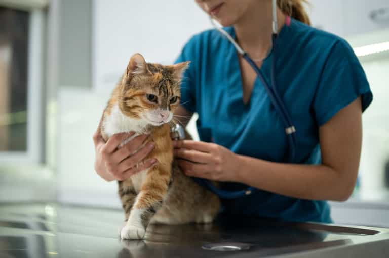 First case of deadly cat virus has been discovered in the UK First case of deadly cat virus has been discovered in the UK