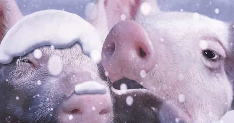 Vegans slam Sainsbury’s ‘disgusting’ Christmas card with pigs in blankets joke Vegans slam Sainsbury’s ‘disgusting’ Christmas card with pigs in blankets joke