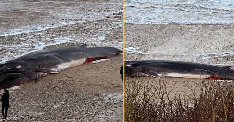 People urged to stay away from huge dead whale on British beach People urged to stay away from huge dead whale on British beach