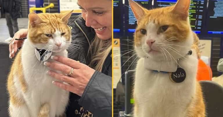 Fury as beloved railway station cat attacked by group of teenagers Fury as beloved railway station cat attacked by group of teenagers