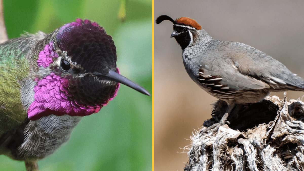 Dozens of birds to be renamed after finding they’re ‘offensive’ and ’cause pain’