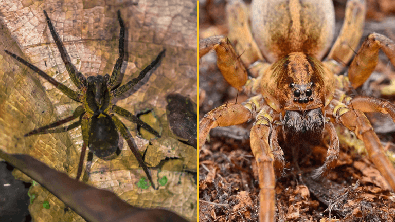 Spider lays eggs in man’s toe during cruise Spider lays eggs in man’s toe during cruise
