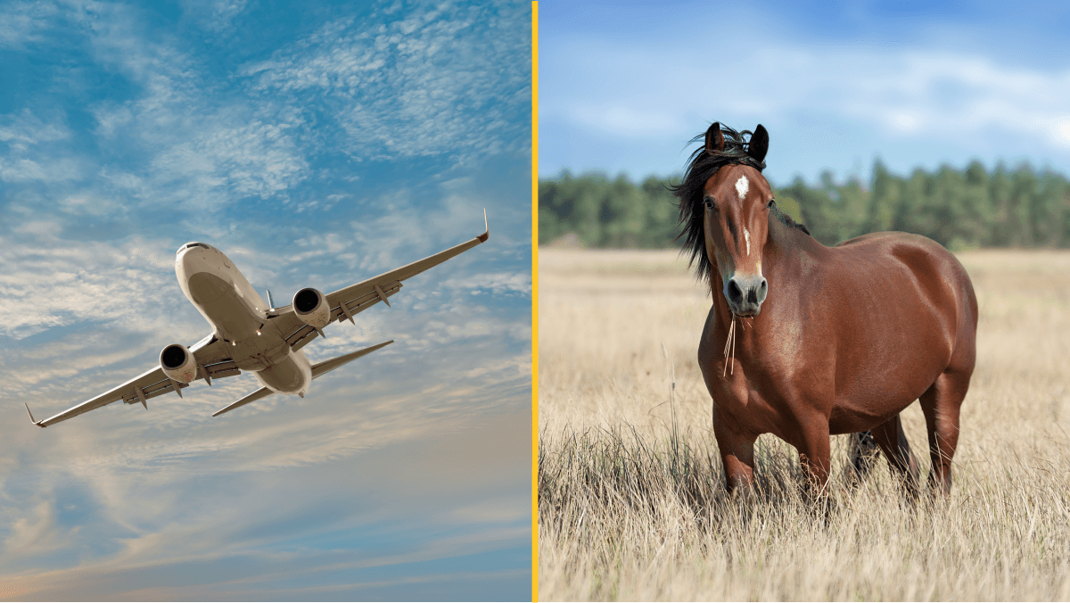 Flight diverts after horse ‘gets loose’ in plane