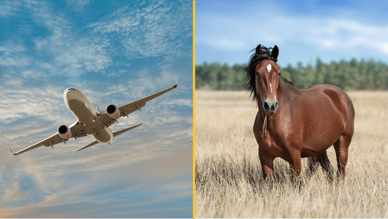 Flight diverts after horse ‘gets loose’ in plane Flight diverts after horse ‘gets loose’ in plane