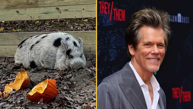 Missing pig named Kevin Bacon reunited with owners with help from Kevin Bacon Missing pig named Kevin Bacon reunited with owners with help from Kevin Bacon