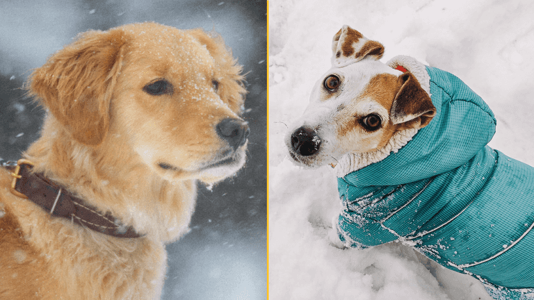 Expert issues warning over when it’s too cold to walk your dog Expert issues warning over when it’s too cold to walk your dog