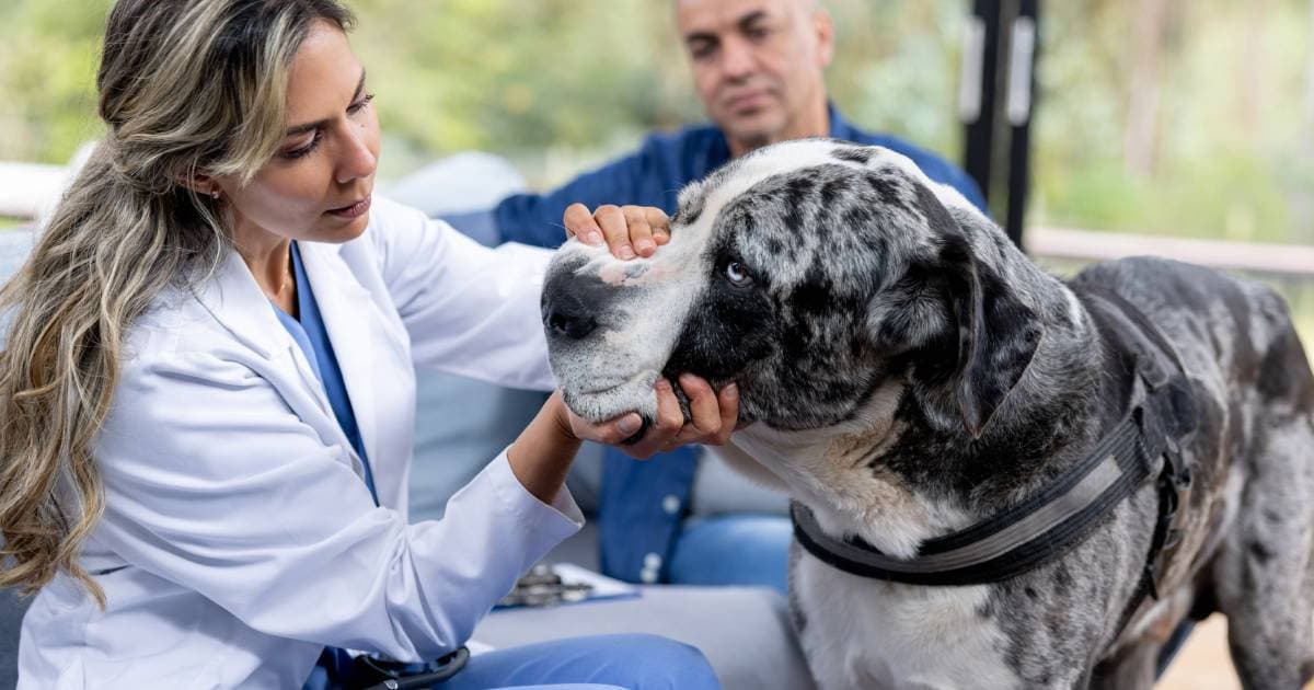 Wife says husband is prioritising the dog over her pregnancy after he refuses to get rid of it