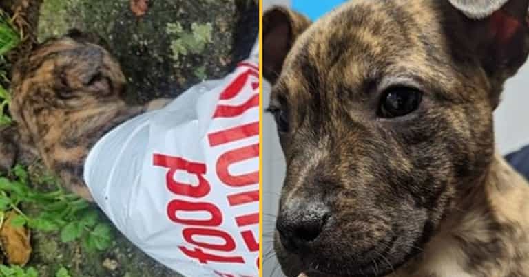 Three pawed puppy found abandoned in carrier bag on Christmas Eve Three pawed puppy found abandoned in carrier bag on Christmas Eve