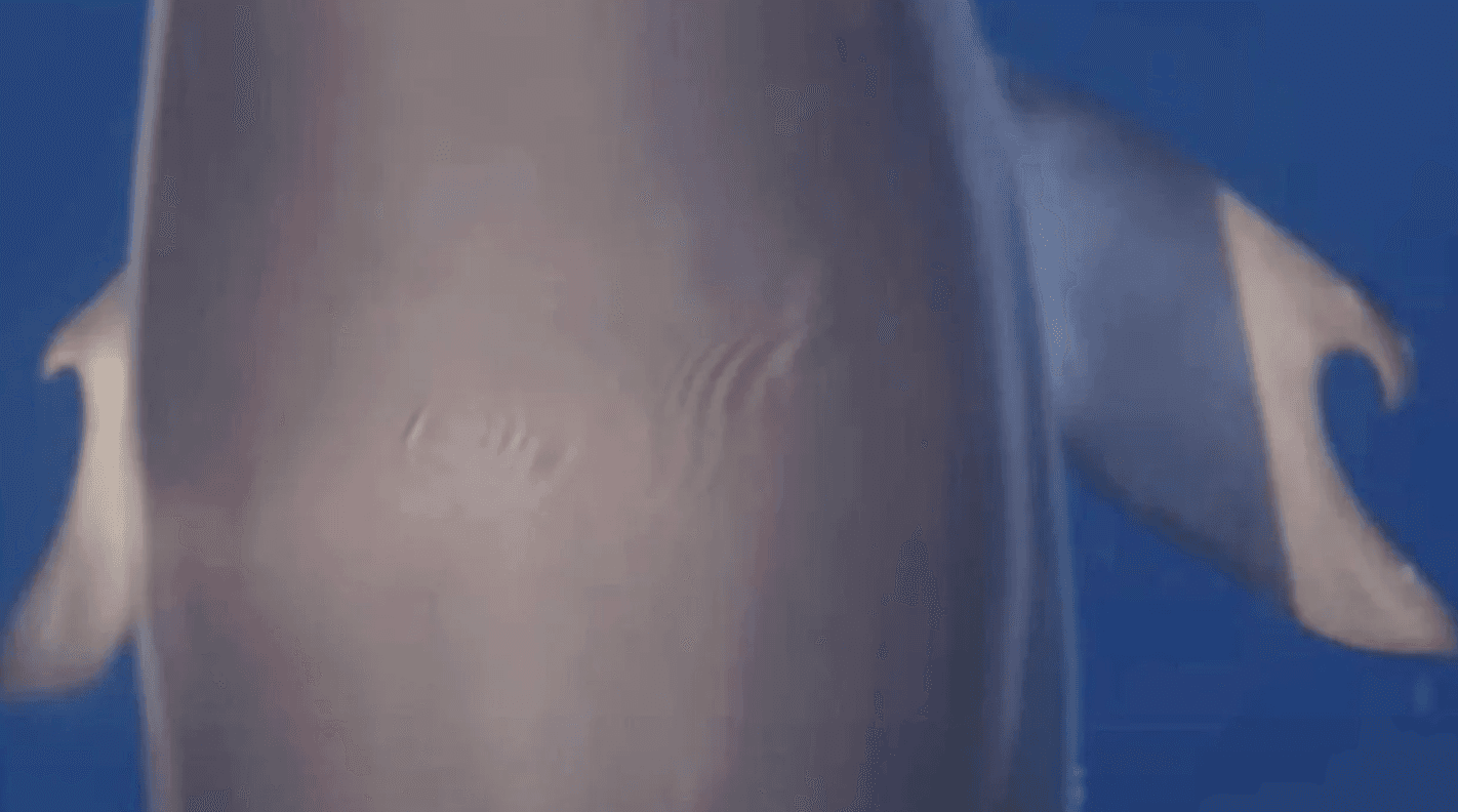 Dolphin with thumbs discovered in scientific first