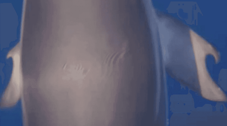 Dolphin with thumbs discovered in scientific first Dolphin with thumbs discovered in scientific first