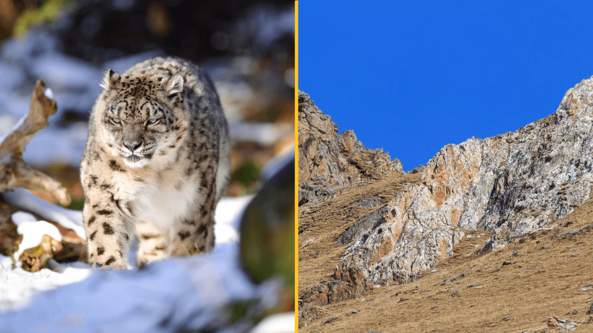 People are losing their minds trying to see the snow leopard in this picture