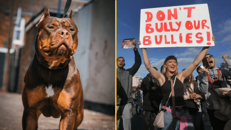 Thousands of XL Bully dogs given exemption from upcoming ban Thousands of XL Bully dogs given exemption from upcoming ban