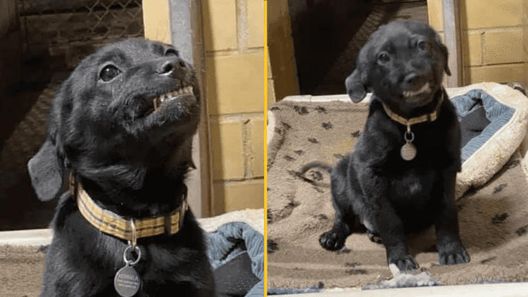 Puppy smiles at everyone who visits shelter in hope someone will adopt him Puppy smiles at everyone who visits shelter in hope someone will adopt him