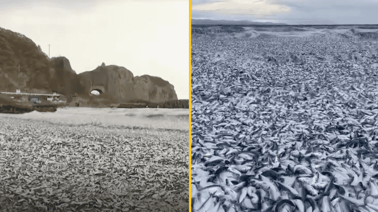 Thousands of dead fish mysteriously wash up on beach in Japan Thousands of dead fish mysteriously wash up on beach in Japan