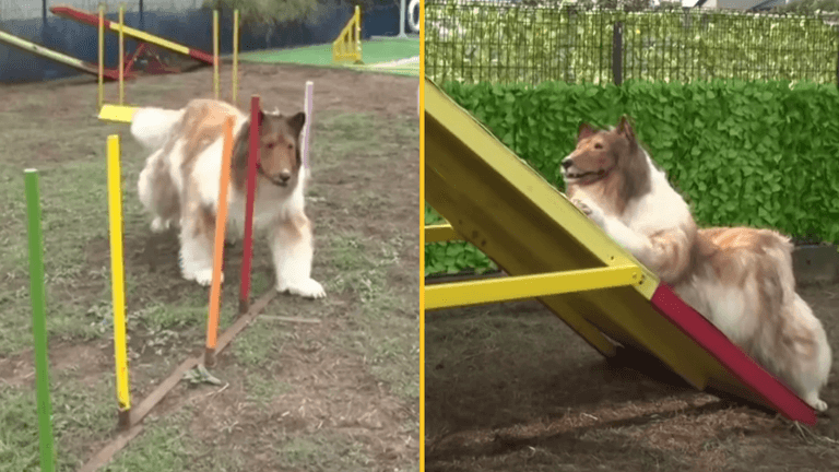 Man who ‘spent £10,000 trying to become a dog’ attempts agility course with surprising results Man who ‘spent £10,000 trying to become a dog’ attempts agility course with surprising results