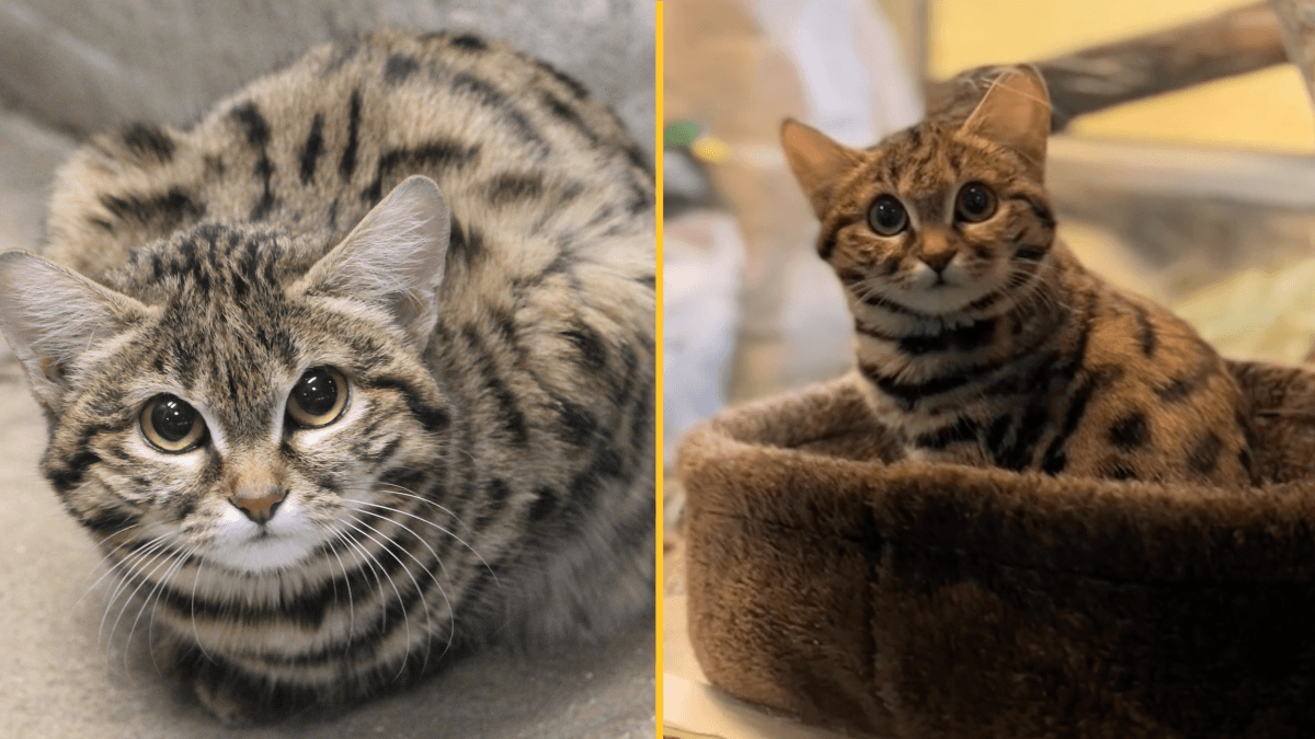 World’s deadliest cat has found a new home