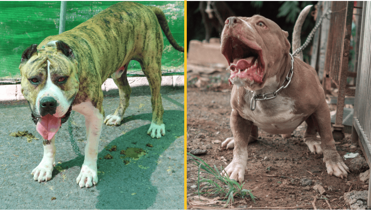 Brits looking at ‘ancient’ dog with bite stronger than a lion’s after XL bully ban