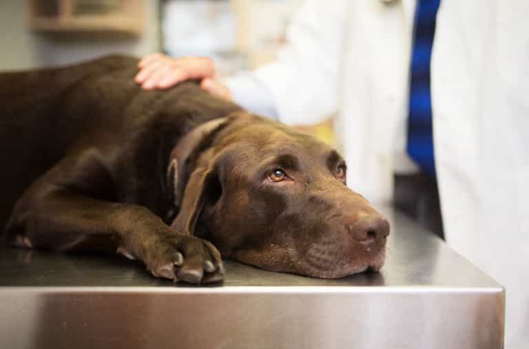 Dog owners warned to look out for symptoms of deadly disease as cases rise in UK Dog owners warned to look out for symptoms of deadly disease as cases rise in UK