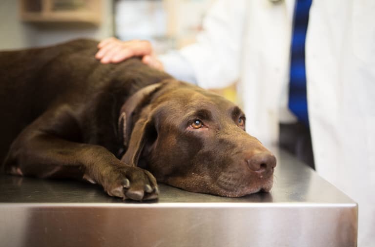 Dog owners warned to look out for symptoms of deadly disease as cases rise in UK Dog owners warned to look out for symptoms of deadly disease as cases rise in UK
