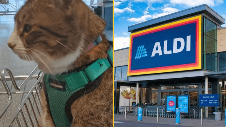Aldi fans left divided after customer brings her cat into the store Aldi fans left divided after customer brings her cat into the store