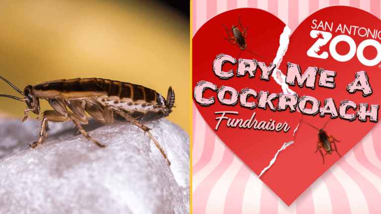 You can name a cockroach or rat after your ex and have it fed to an animal You can name a cockroach or rat after your ex and have it fed to an animal