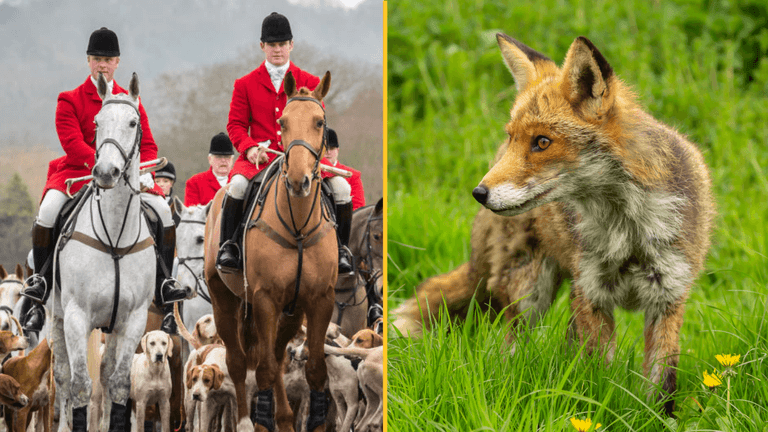 Labour Party vows to fully ban fox hunting Labour Party vows to fully ban fox hunting