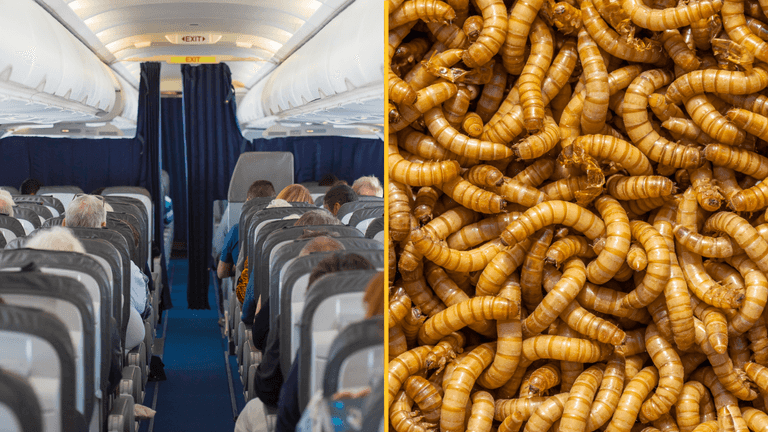 Plane forced to make U-turn after maggots rain down on passengers Plane forced to make U-turn after maggots rain down on passengers