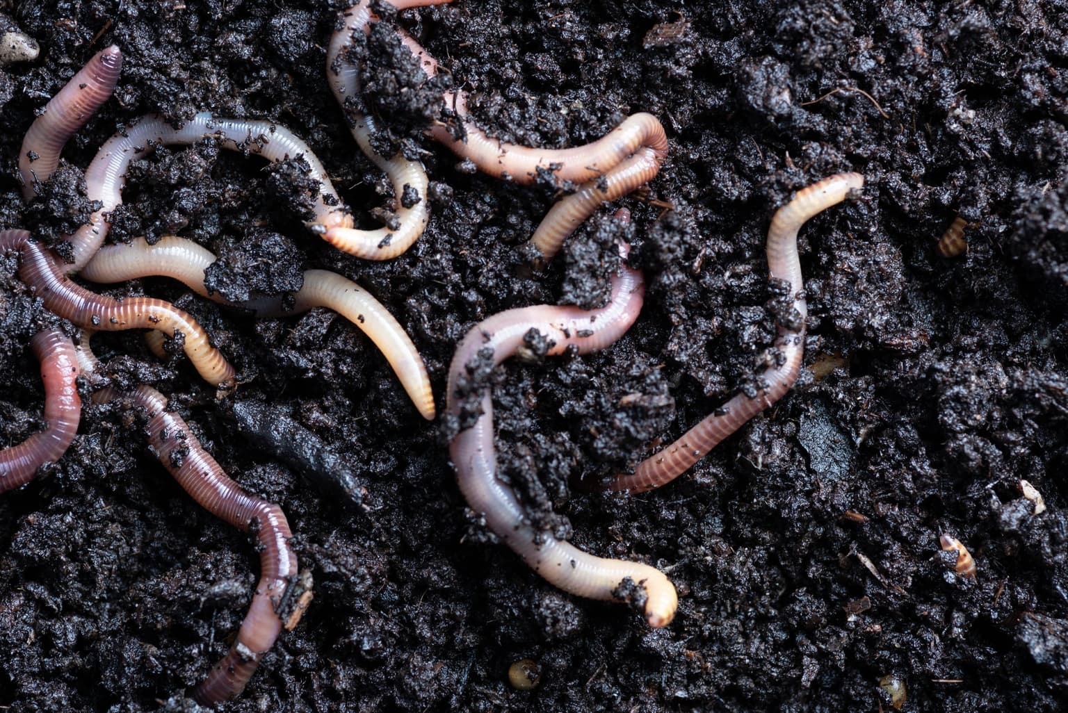 Worms living near Chernobyl nuclear plant have gained new ‘super powers’