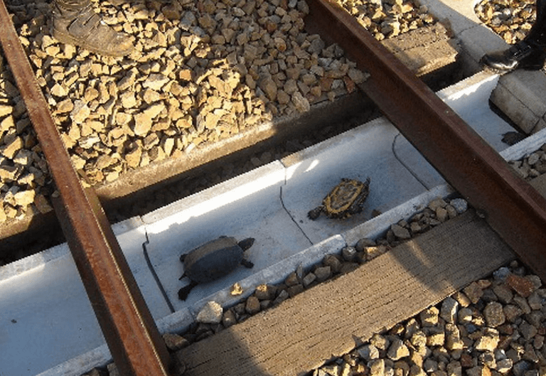 Japan installs ‘turtle tunnels’ to allow creatures to cross train tracks unharmed Japan installs ‘turtle tunnels’ to allow creatures to cross train tracks unharmed