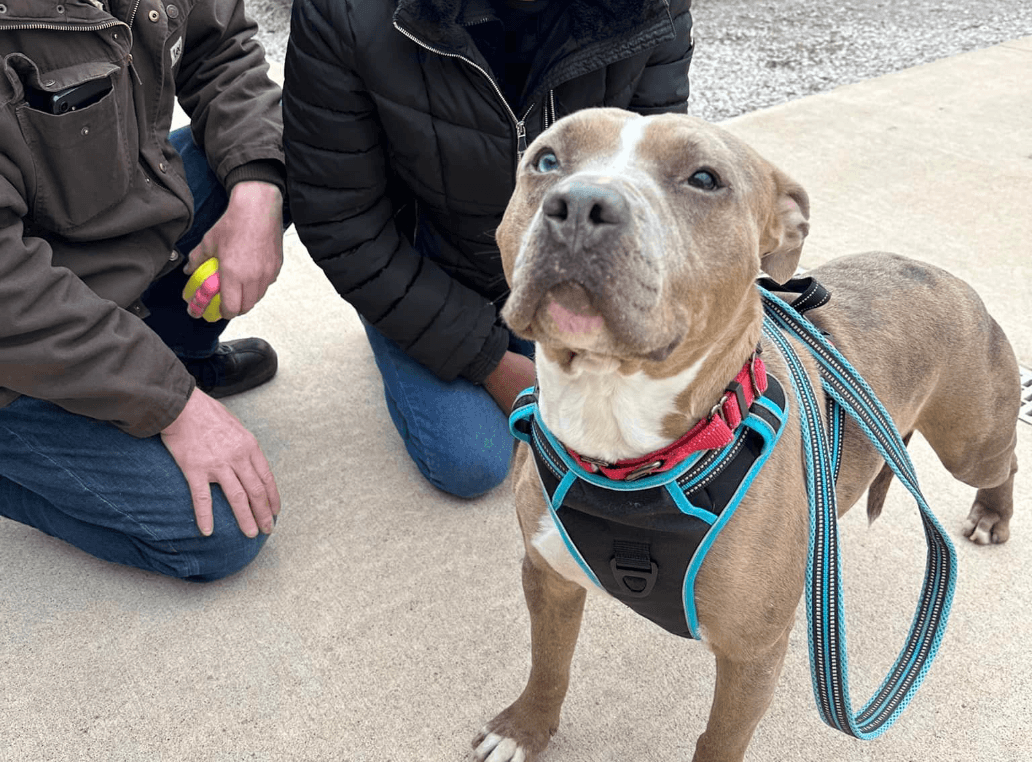 Dog finally finds home after spending 852 days in animal shelter