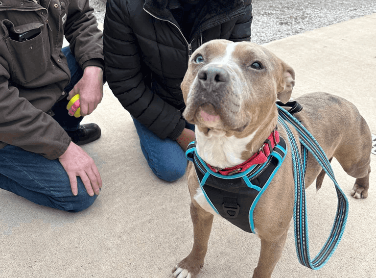 Dog finally finds home after spending 852 days in animal shelter Dog finally finds home after spending 852 days in animal shelter