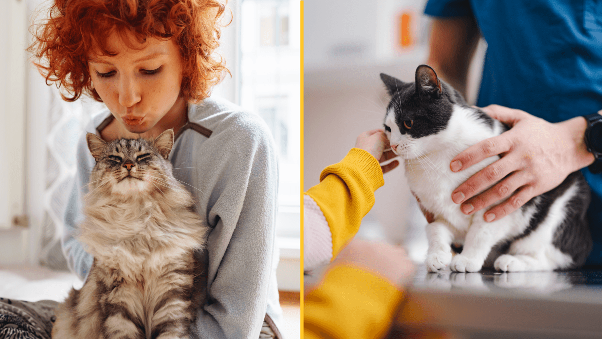 Cat owners warned of new law deadline that could result in £500 fine