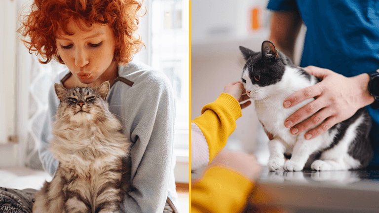 Cat owners warned of new law deadline that could result in £500 fine Cat owners warned of new law deadline that could result in £500 fine
