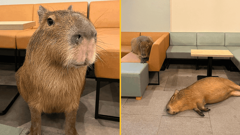 Japan’s capybara cafe puts cat cafes to shame Japan’s capybara cafe puts cat cafes to shame
