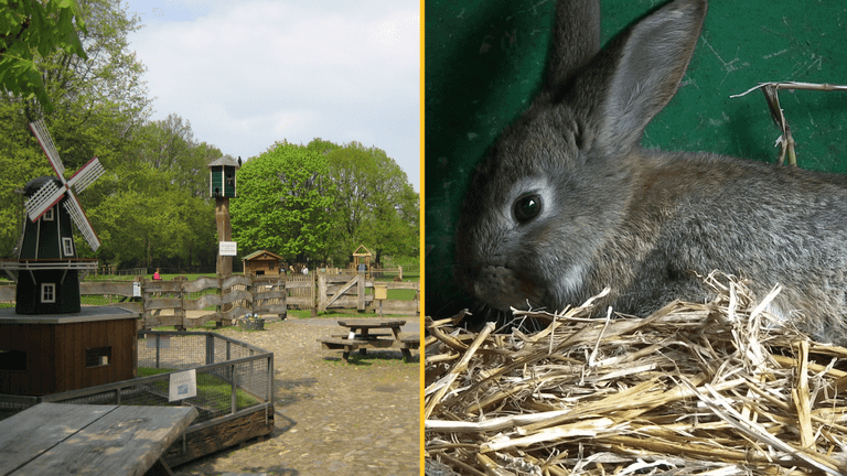 Nine-year-old boy who strangled nine rabbits to death at a zoo will not face criminal charges Nine-year-old boy who strangled nine rabbits to death at a zoo will not face criminal charges
