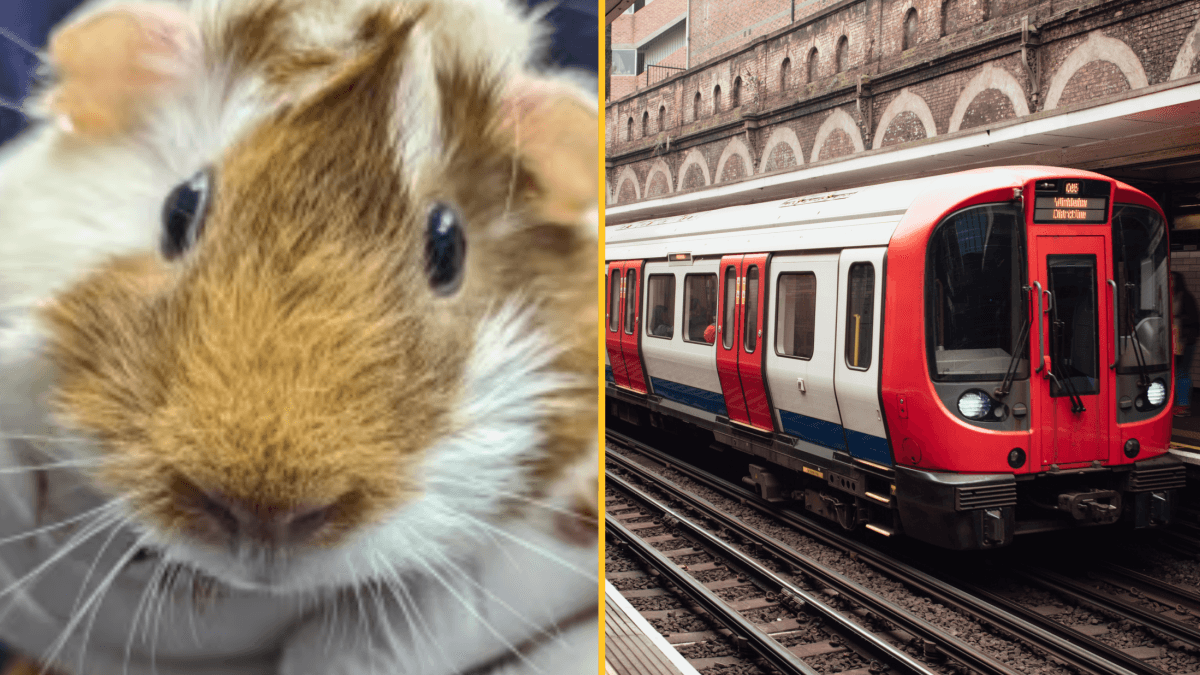 Guinea pig found abandoned at London Underground station with heartbreaking note