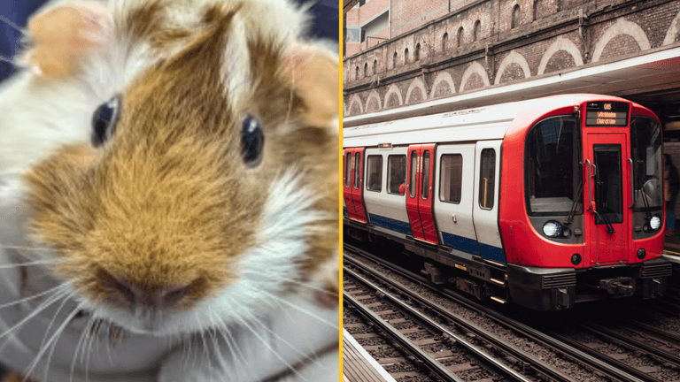 Guinea pig found abandoned at London Underground station with heartbreaking note Guinea pig found abandoned at London Underground station with heartbreaking note