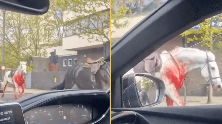 Police issues update after loose blood-covered horses injure four in London Police issues update after loose blood-covered horses injure four in London