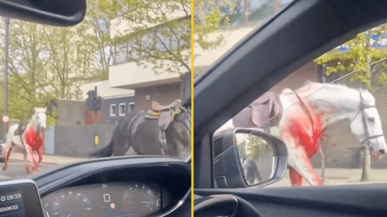 Police issues update after loose blood-covered horses injure four in London Police issues update after loose blood-covered horses injure four in London