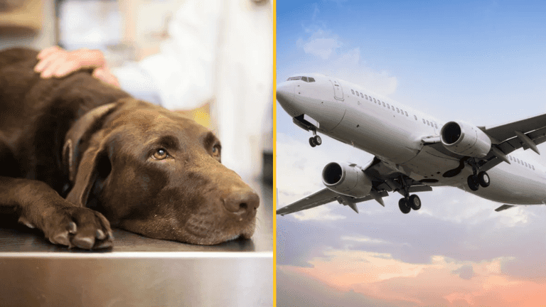 Flight forced to divert after dog poos in aisle Flight forced to divert after dog poos in aisle