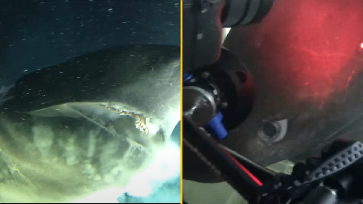 Footage shows sub coming across ‘deep-sea monster’ that existed before dinosaurs on ocean floor
