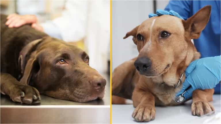 Vet’s heartbreaking plea to owners putting pets to sleep Vet’s heartbreaking plea to owners putting pets to sleep