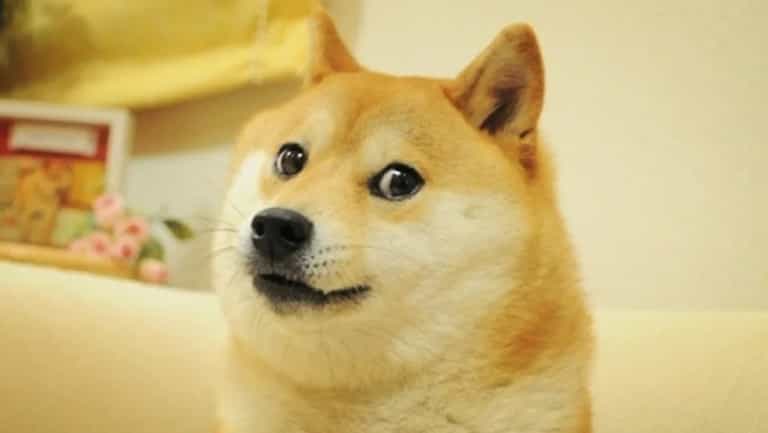Doge meme dog, Kabosu, has died aged 18 Doge meme dog, Kabosu, has died aged 18