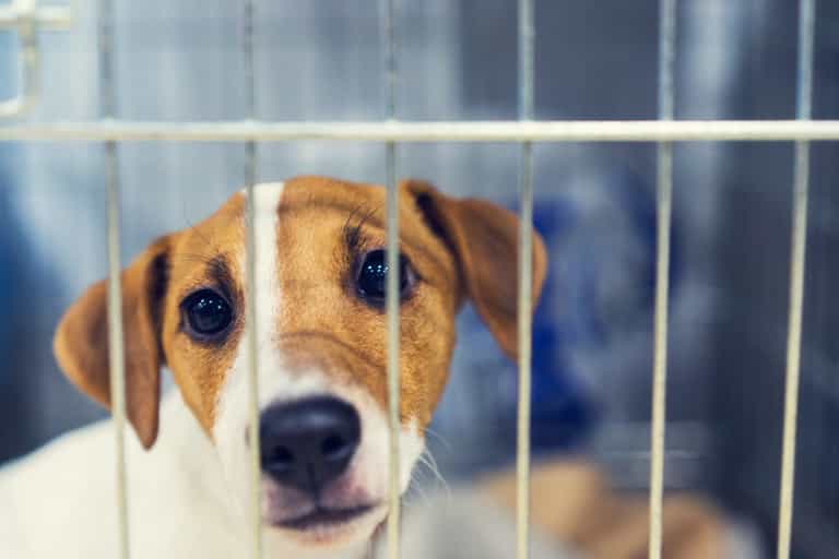 Woman shocked after dog she took to be euthanised listed for adoption a year later Woman shocked after dog she took to be euthanised listed for adoption a year later