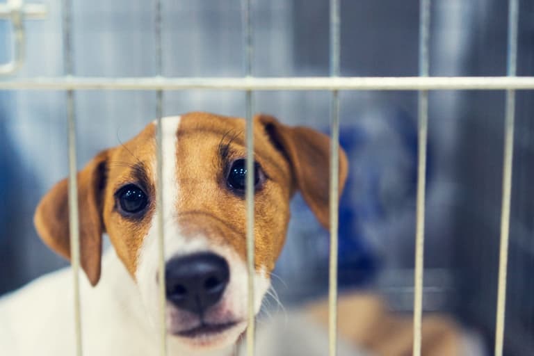 Woman shocked after dog she took to be euthanised listed for adoption a year later Woman shocked after dog she took to be euthanised listed for adoption a year later