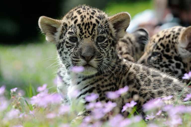 First jaguar cub born through artificial insemination was eaten by its mother First jaguar cub born through artificial insemination was eaten by its mother