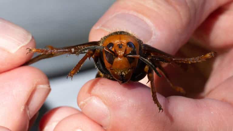 Government issues Asian hornet warning after record number of sightings in 2023 Government issues Asian hornet warning after record number of sightings in 2023
